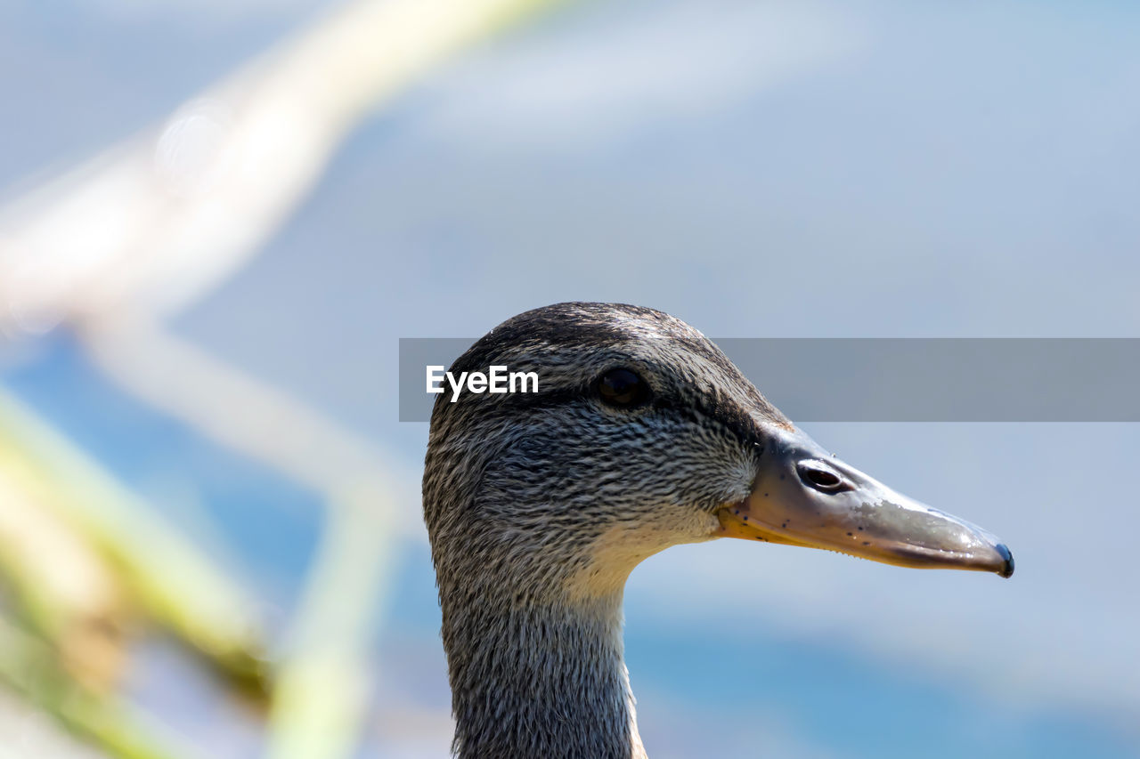 CLOSE-UP OF A BIRD