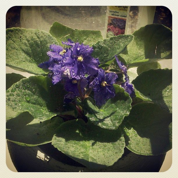 CLOSE-UP OF PURPLE FLOWERS BLOOMING