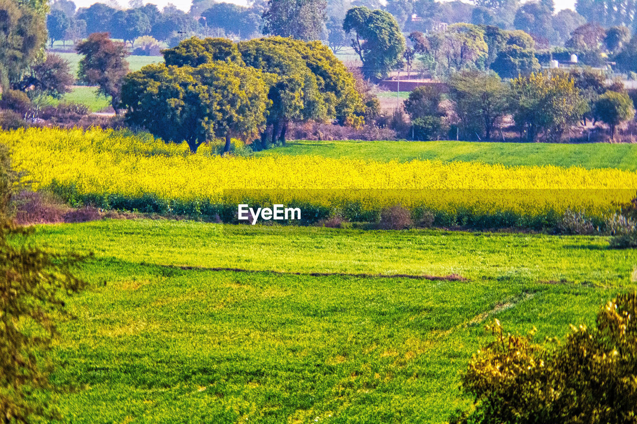 SCENIC VIEW OF AGRICULTURAL FIELD