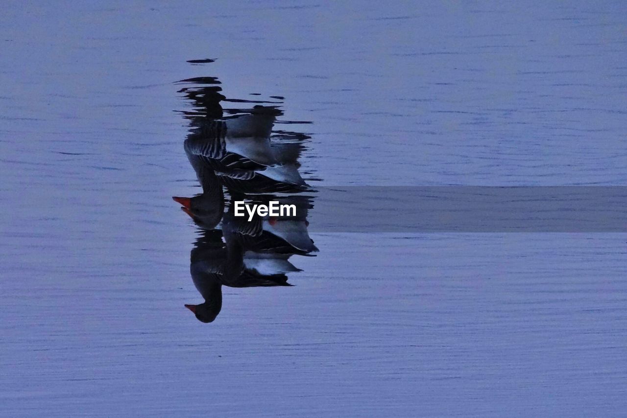 Side view of a bird with reflection in water