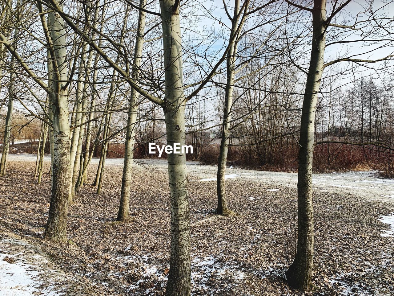 BARE TREES ON SNOW LAND