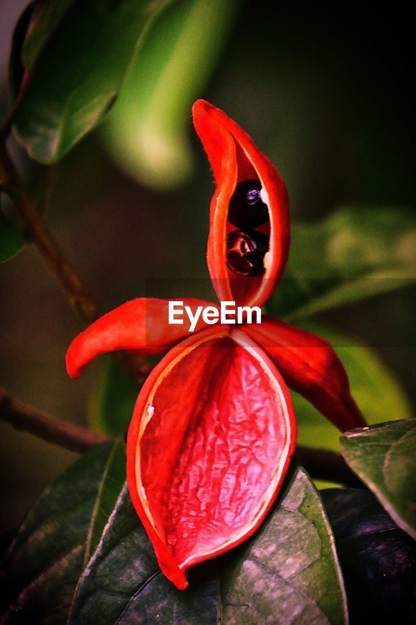 CLOSE-UP VIEW OF RED FLOWER