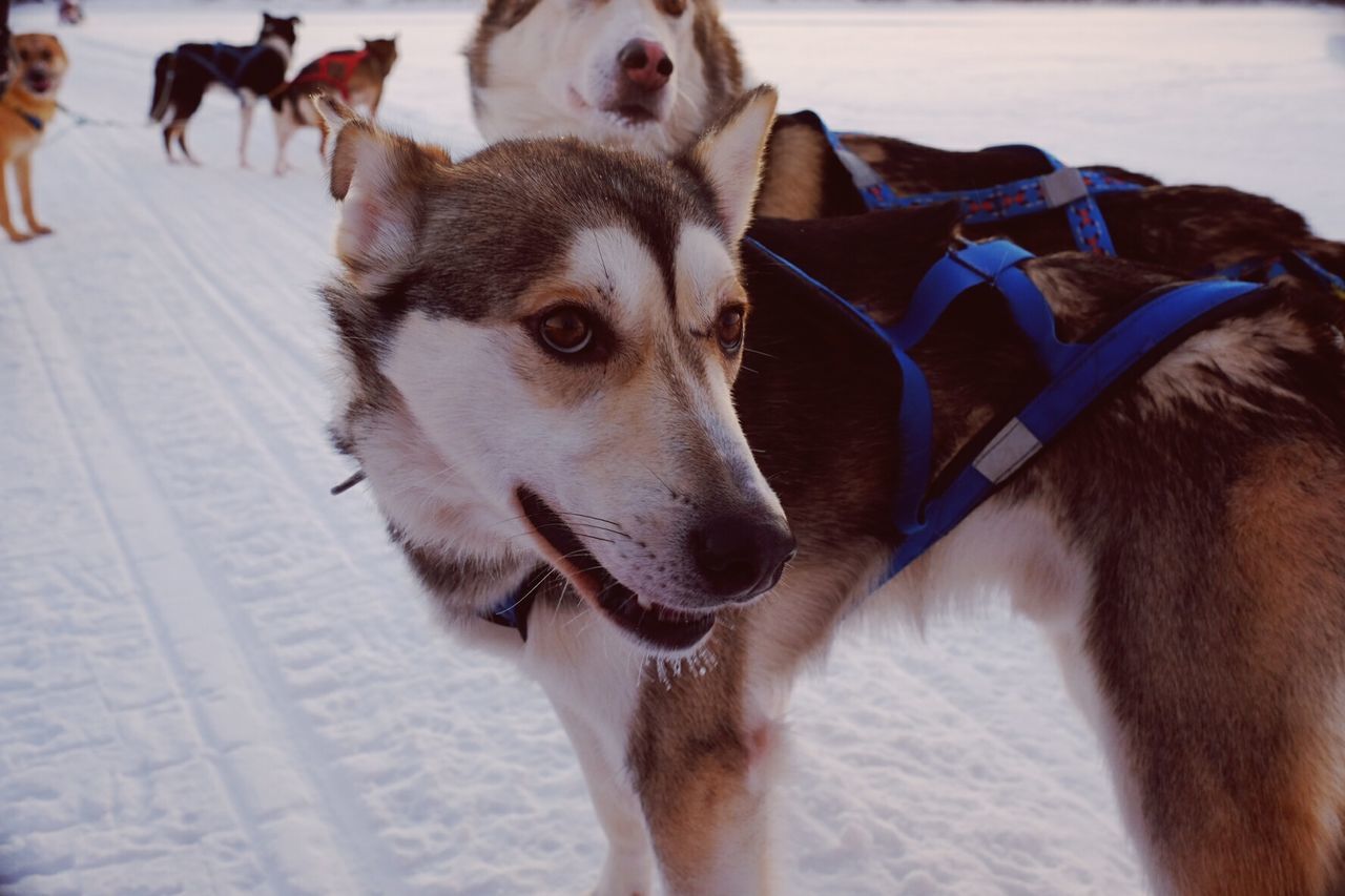 Sled dogs on snowcapped landscape