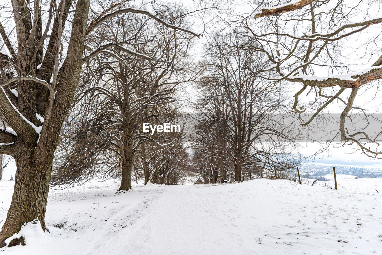 snow, winter, cold temperature, tree, plant, bare tree, nature, beauty in nature, land, environment, scenics - nature, tranquility, white, branch, landscape, tranquil scene, no people, frozen, non-urban scene, freezing, day, tree trunk, trunk, outdoors, sky, deep snow, field, blizzard, covering, forest, winter storm, road, idyllic