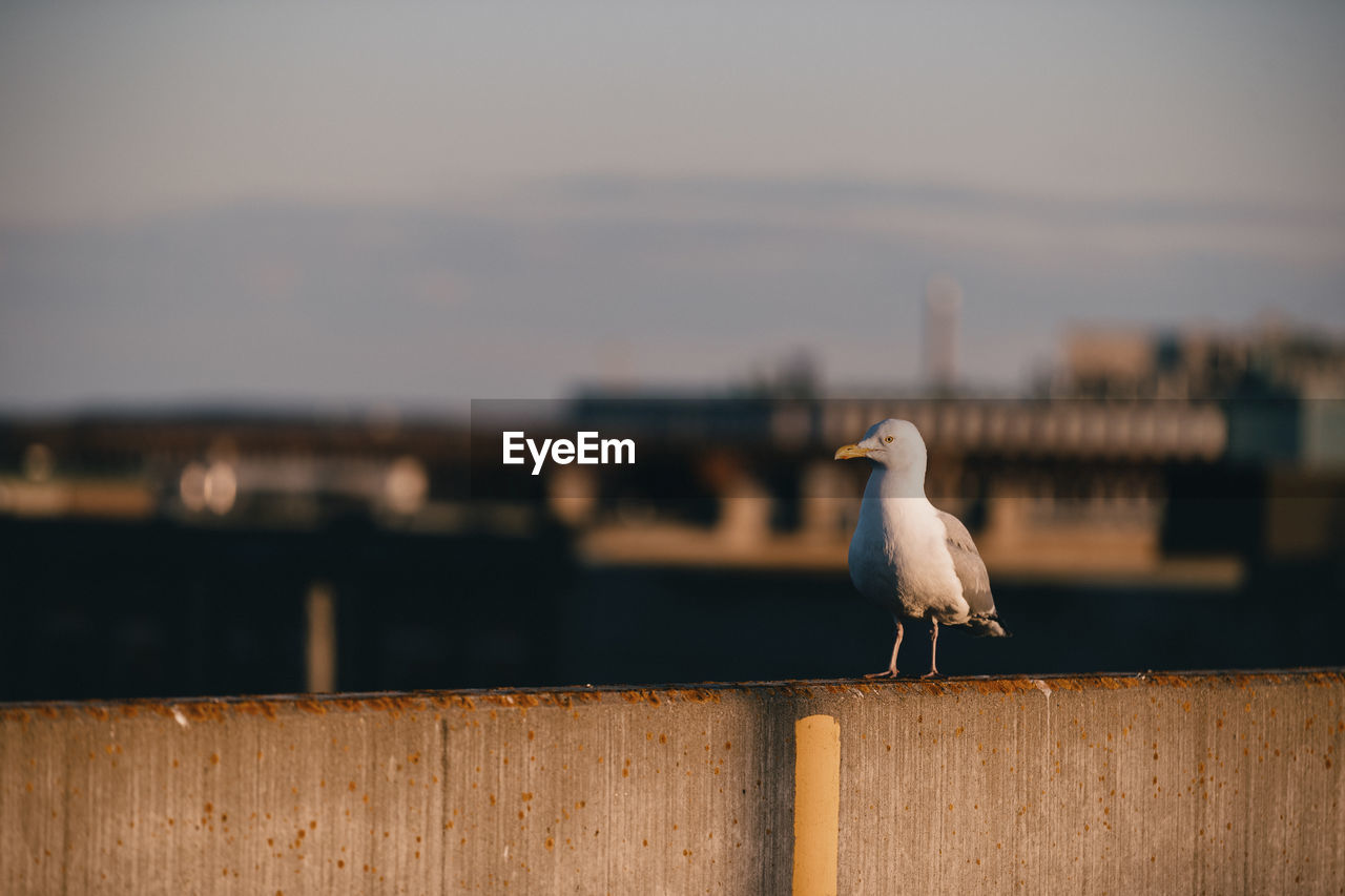 Single seagull sitting on concrete wall.