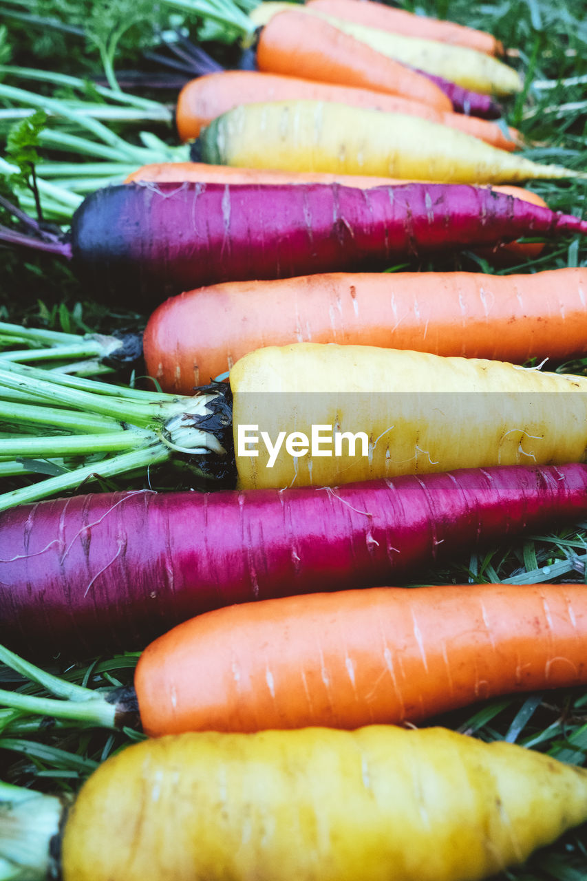 Vibrant multicolored carrots, fresh harvested colored carrots on grass, vertical frame