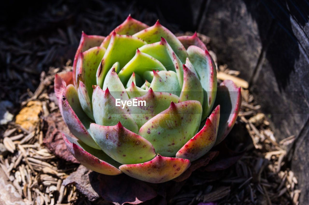 A hen and chicks succulent plant