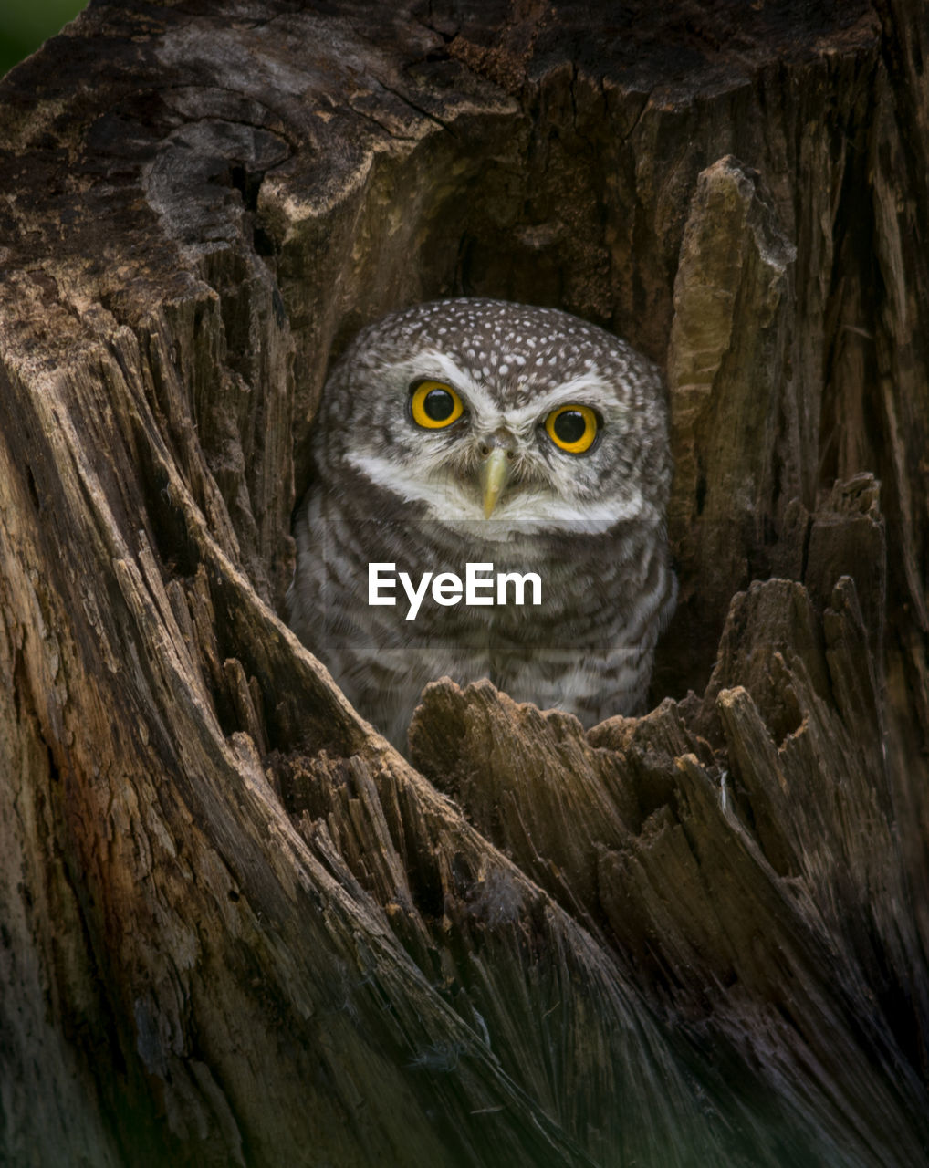 Portrait of owl in tree trunk