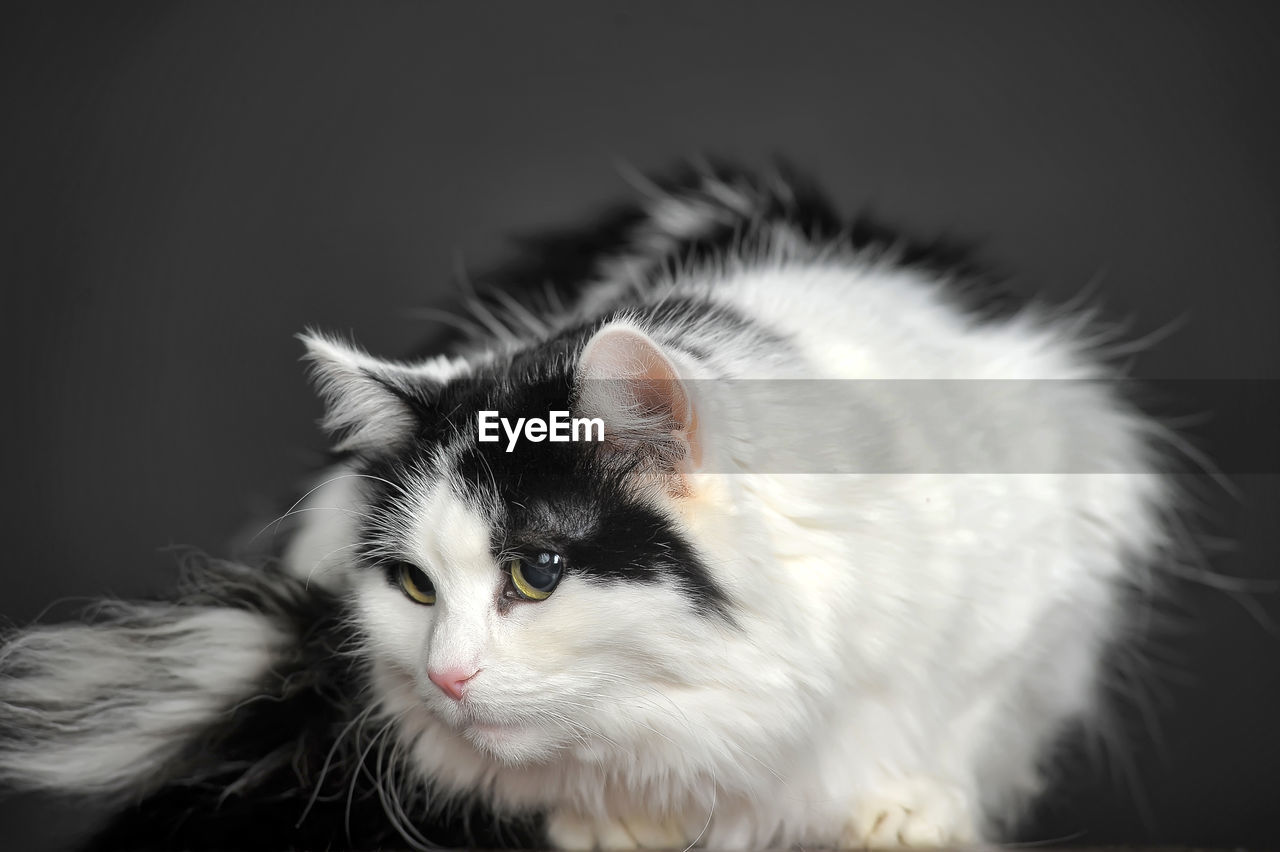 CLOSE-UP OF A CAT LOOKING AWAY OVER BLACK BACKGROUND