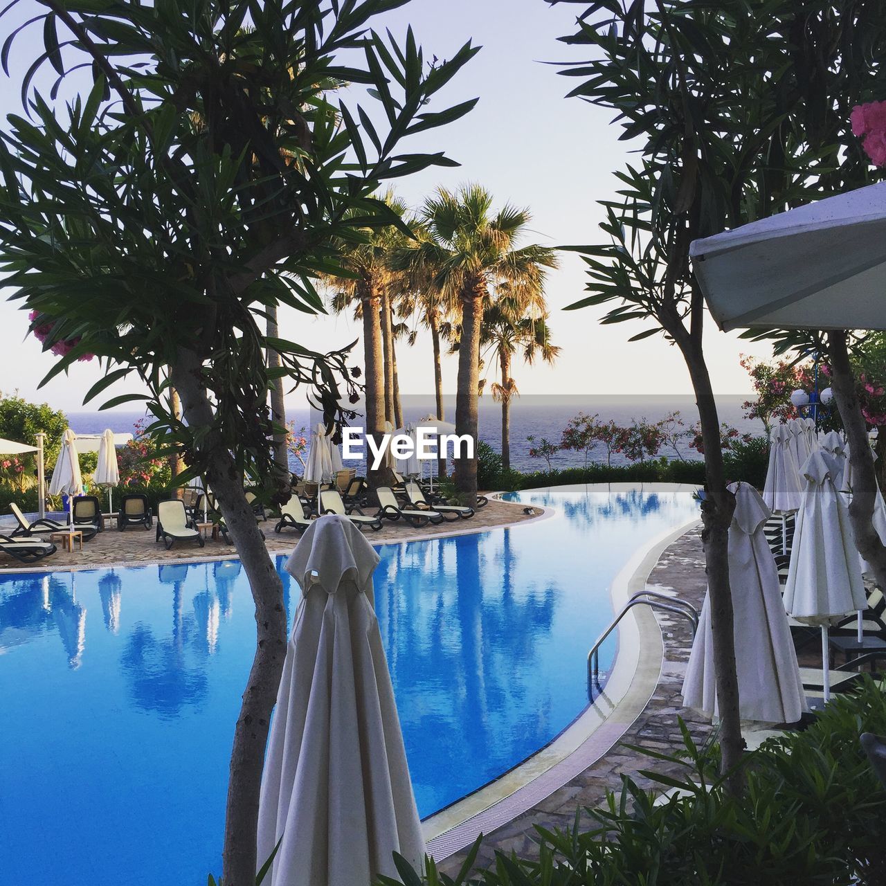 Swimming pool amidst trees at resort