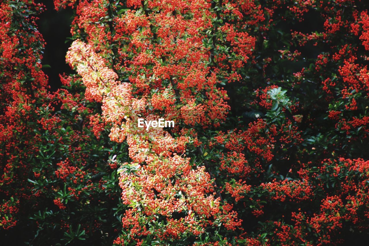 CLOSE-UP OF RED FLOWERING PLANT IN BLOOM