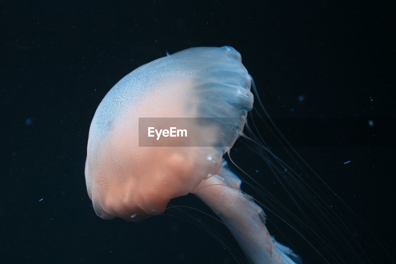 Close-up of jellyfish swimming in sea