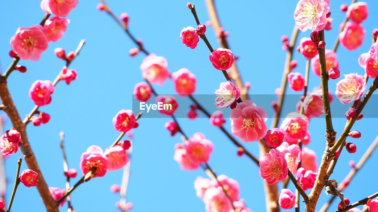 Low angle view of flowering plants against blue sky
