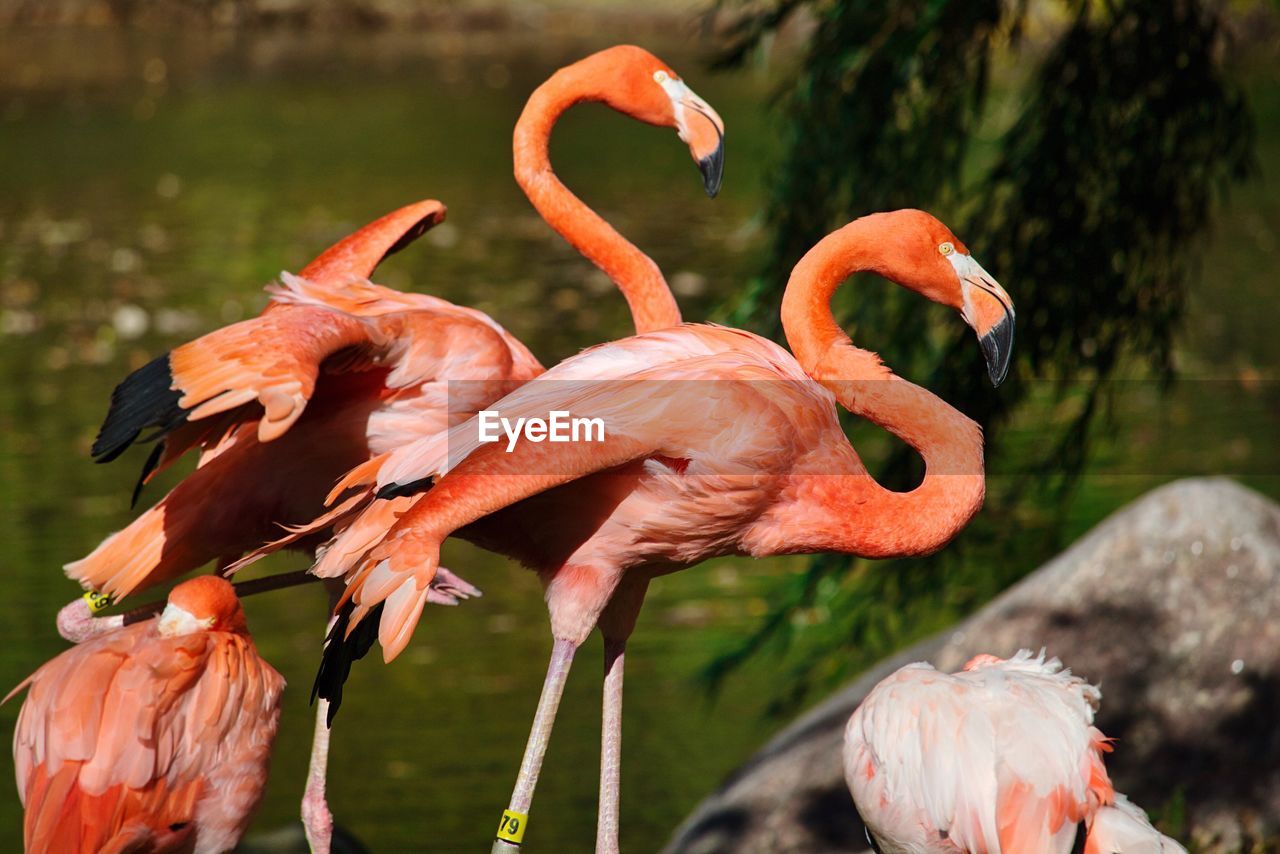 CLOSE-UP OF ORANGE BIRD IN LAKE