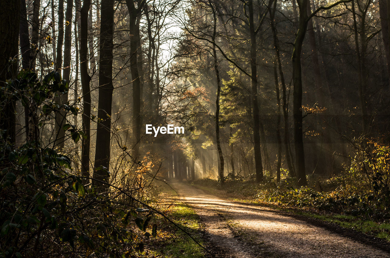 Footpath passing through trees