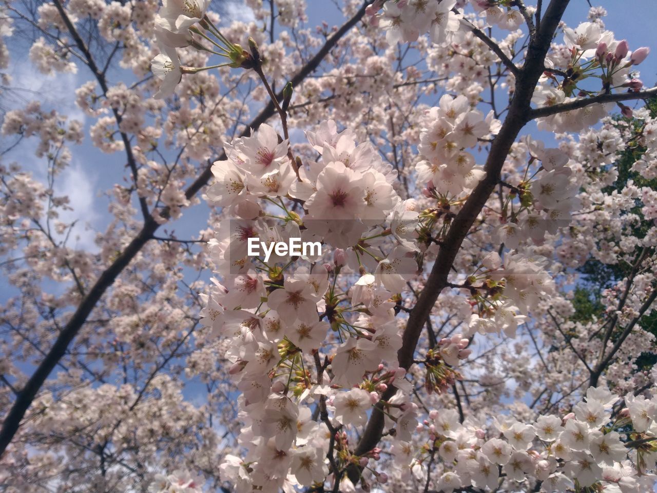 LOW ANGLE VIEW OF CHERRY BLOSSOM