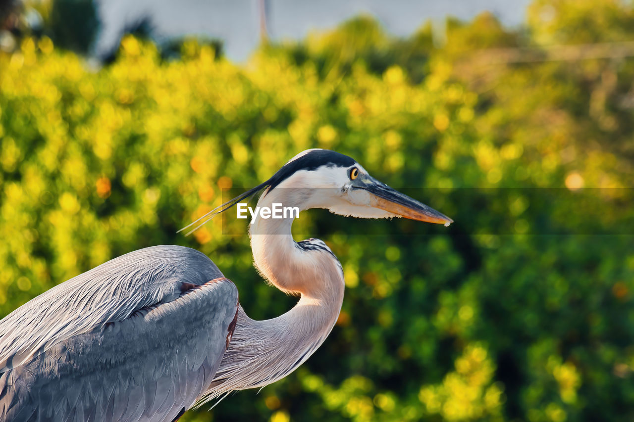 SIDE VIEW OF A BIRD