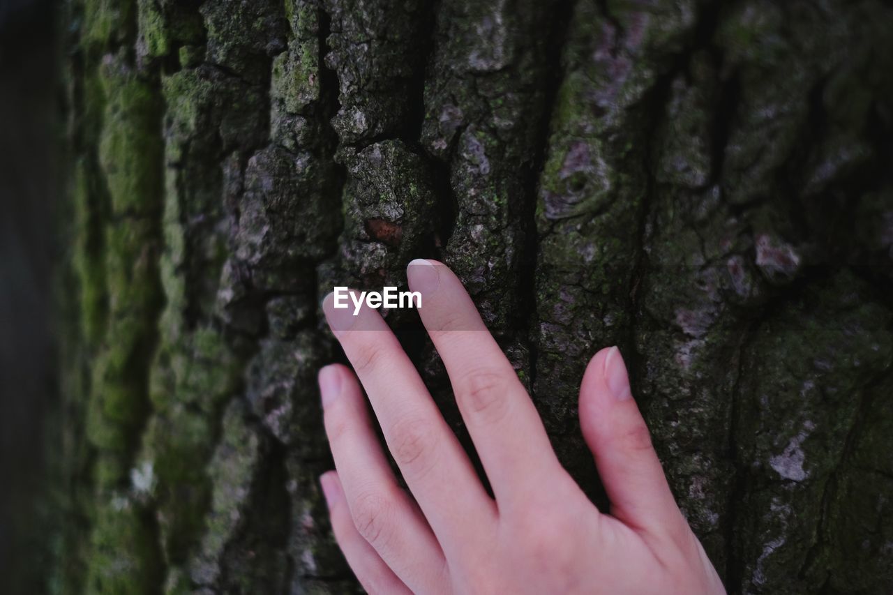 Cropped image of hand holding tree trunk