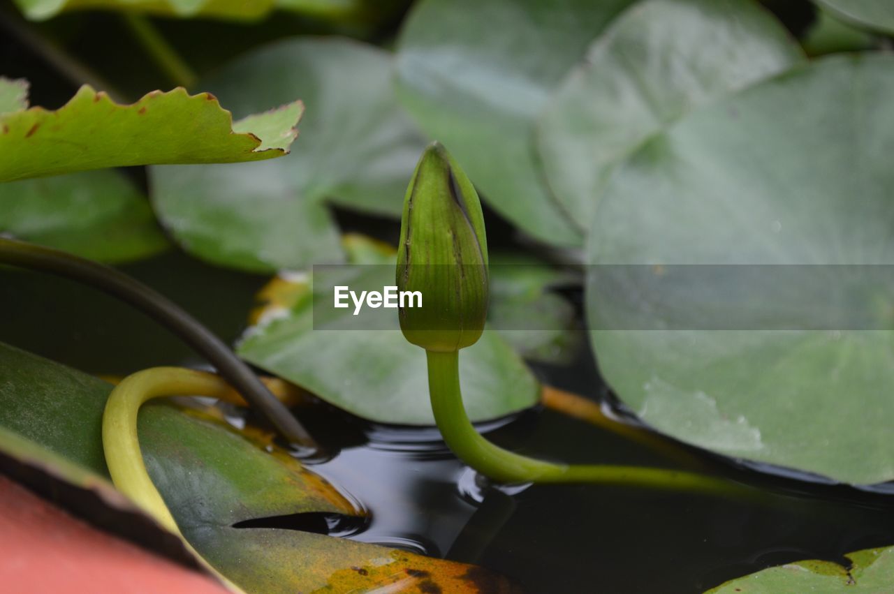 CLOSE-UP OF LOTUS WATER LILY LEAVES IN POND