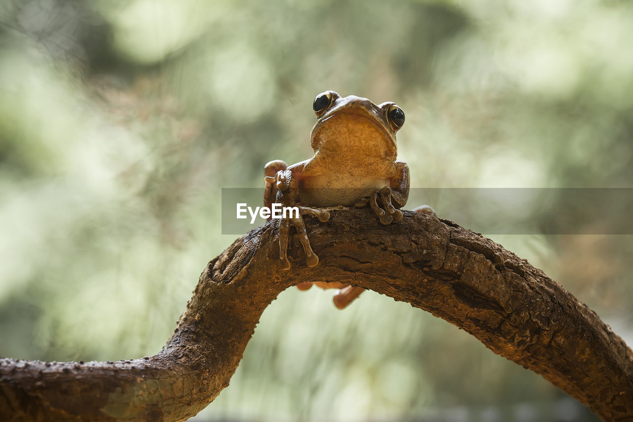 CLOSE-UP OF SNAKE ON BRANCH