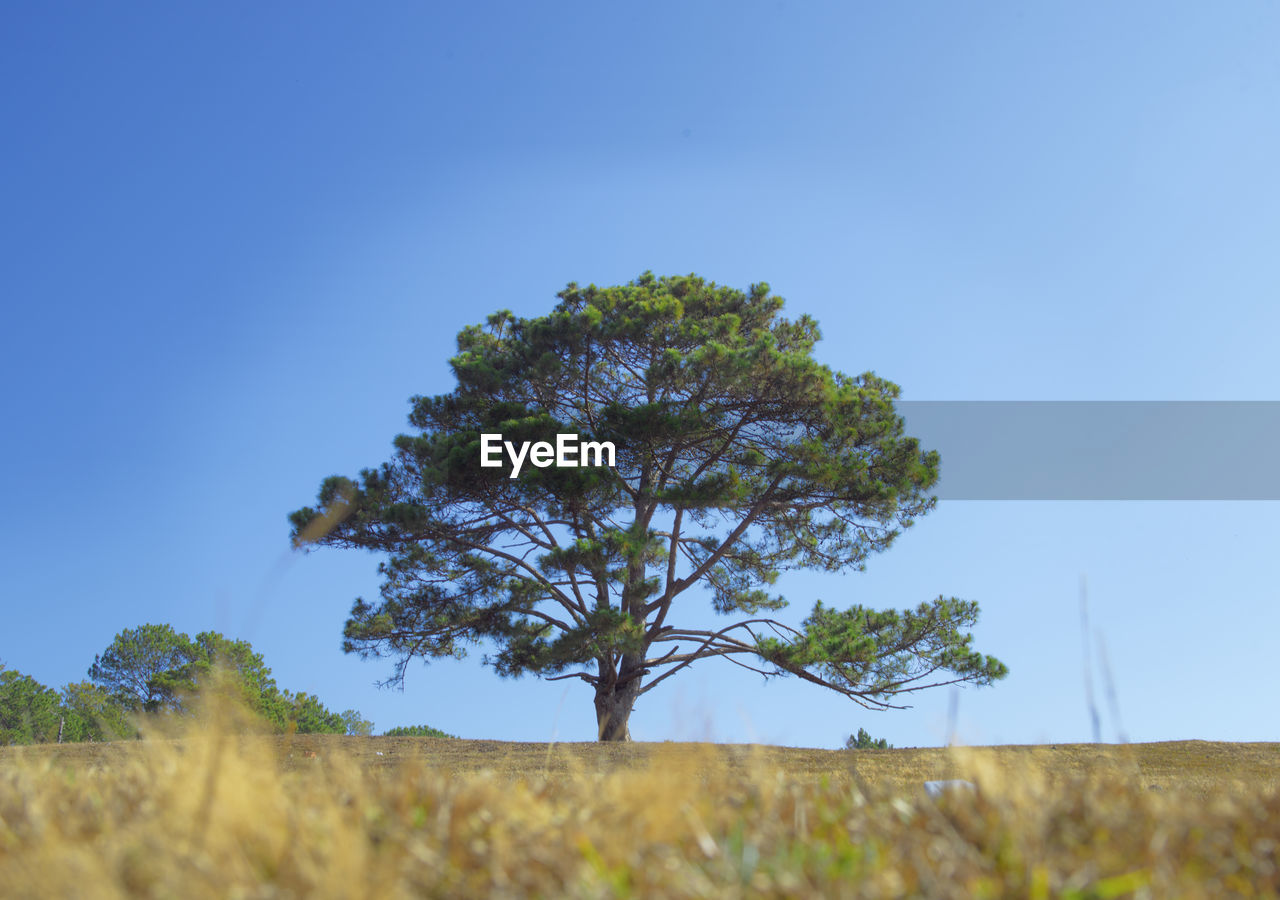 TREE AGAINST CLEAR BLUE SKY