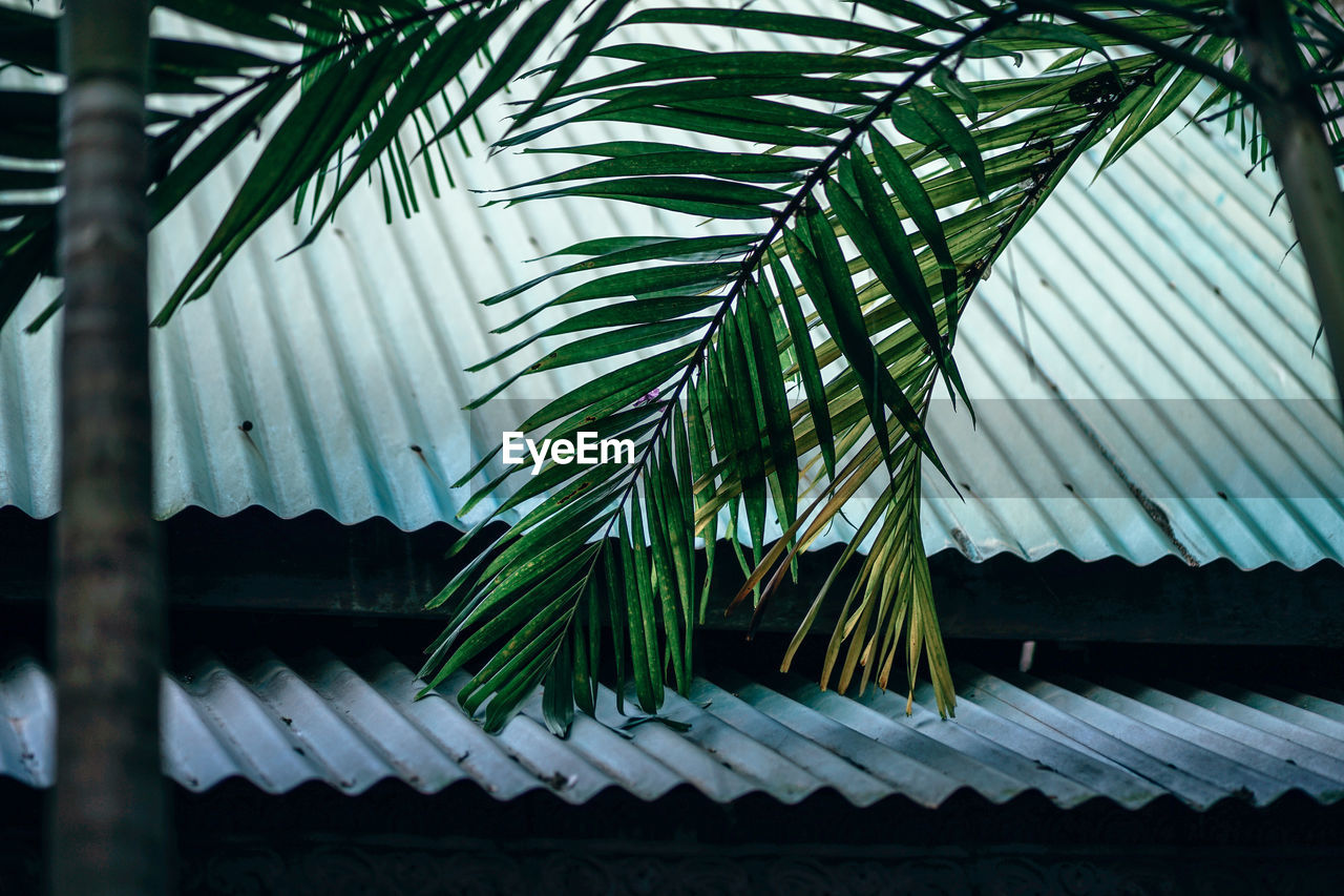 Low angle view of palm leaves against roof