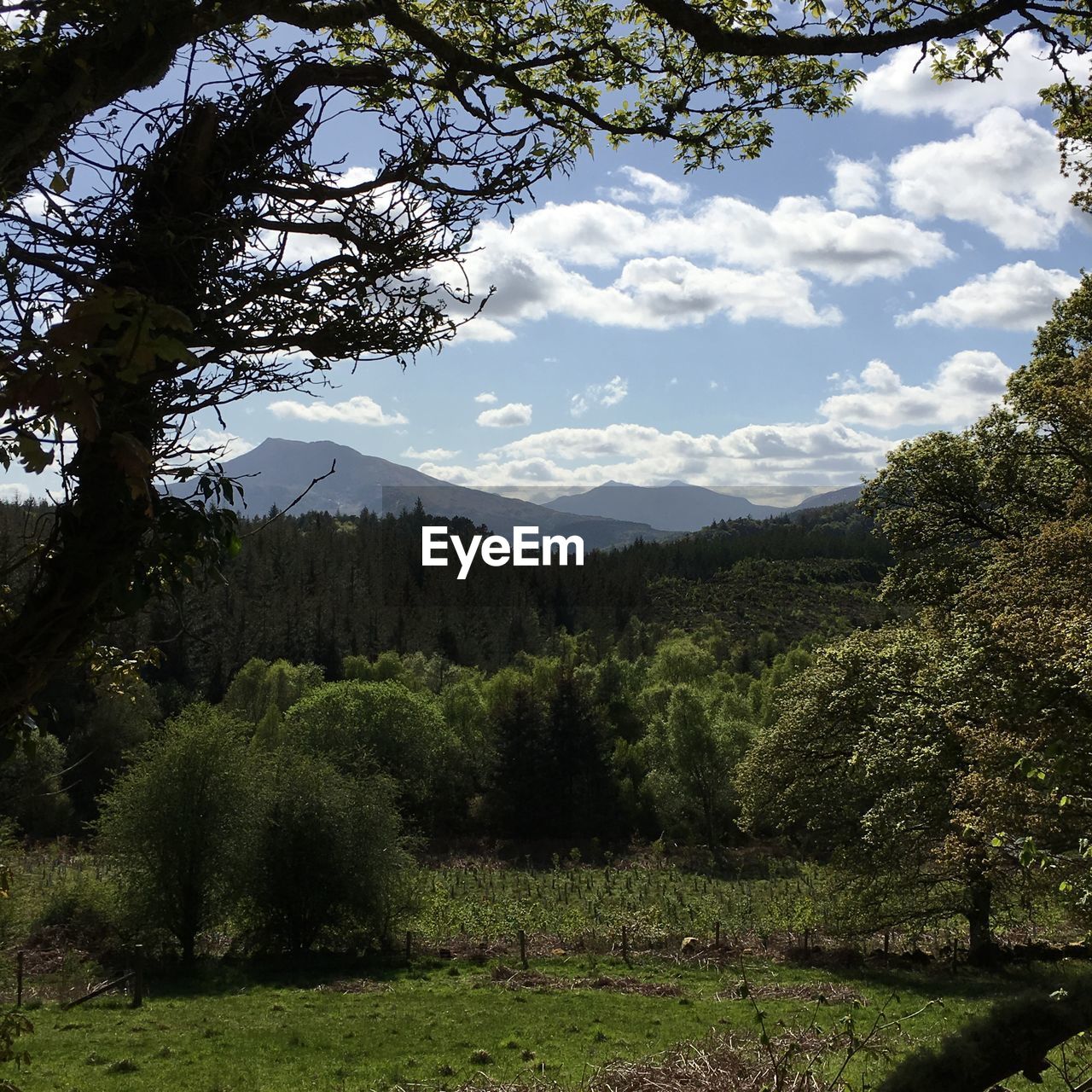 SCENIC VIEW OF TREES GROWING ON MOUNTAIN AGAINST SKY