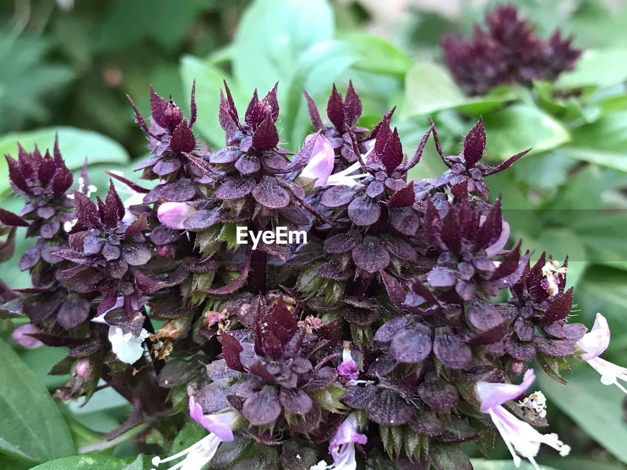 CLOSE-UP OF PURPLE FLOWERS GROWING OUTDOORS