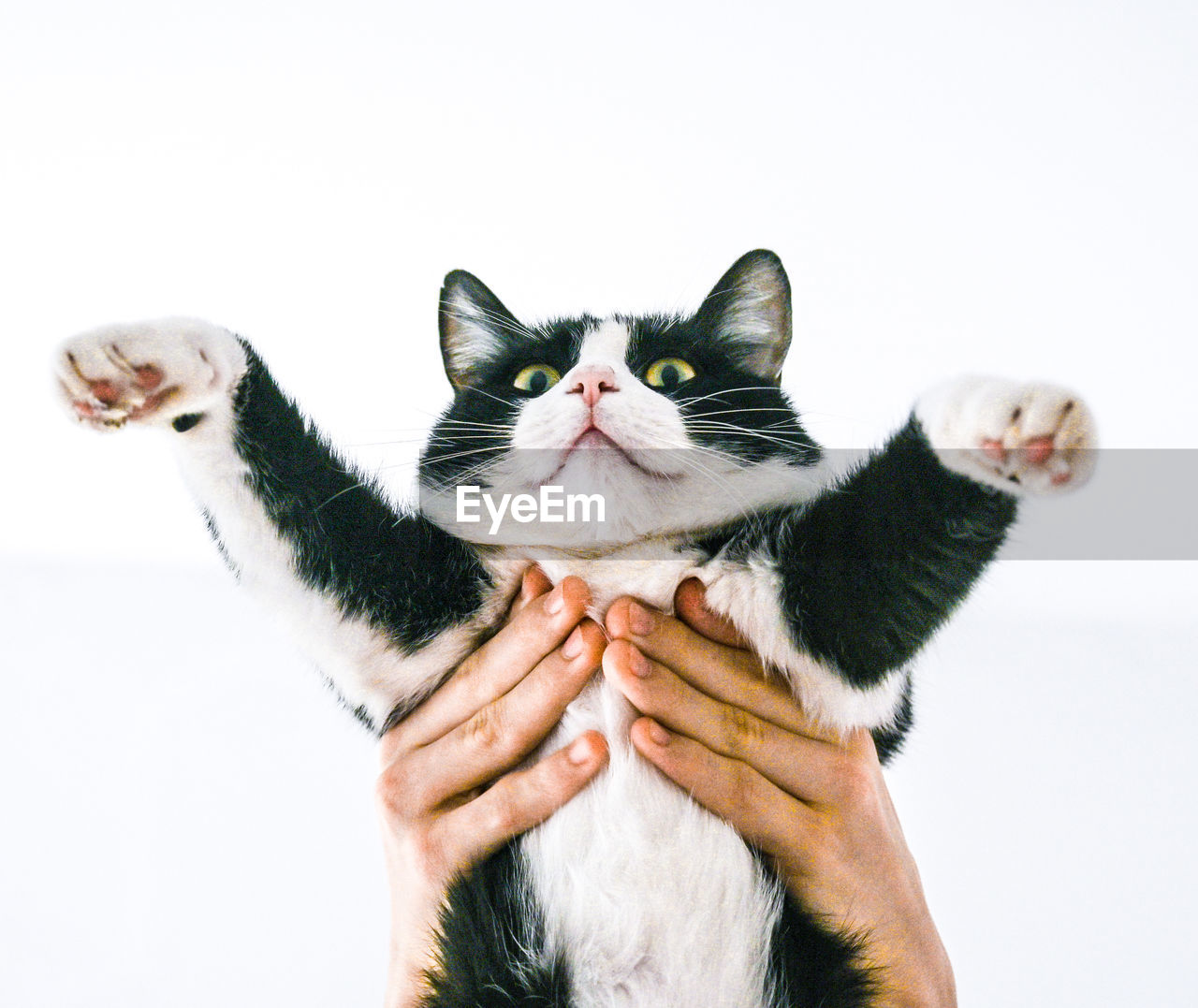 Portrait of cat by white background