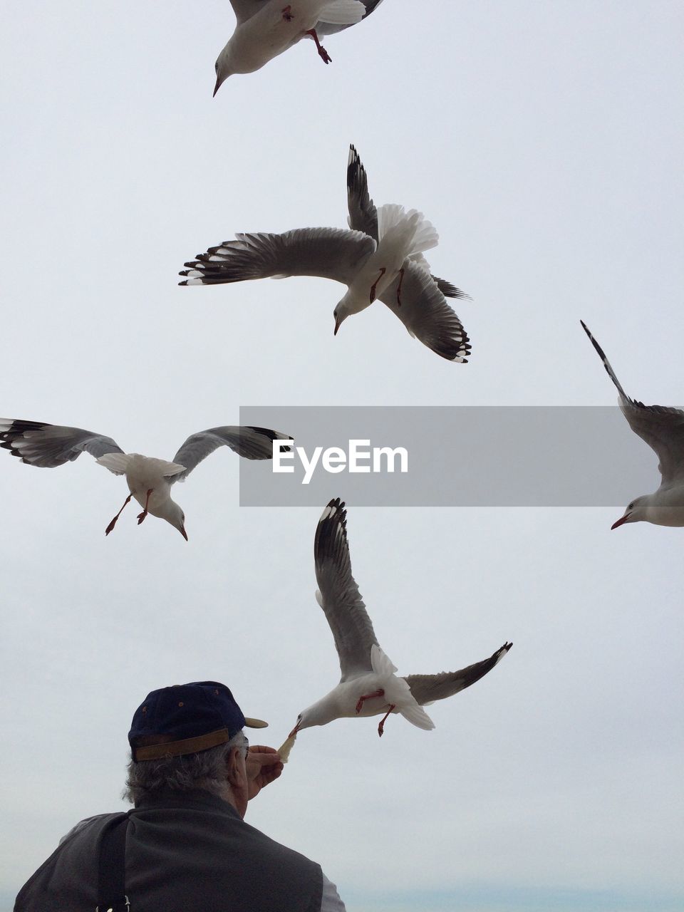 LOW ANGLE VIEW OF SEAGULLS FLYING AGAINST SKY
