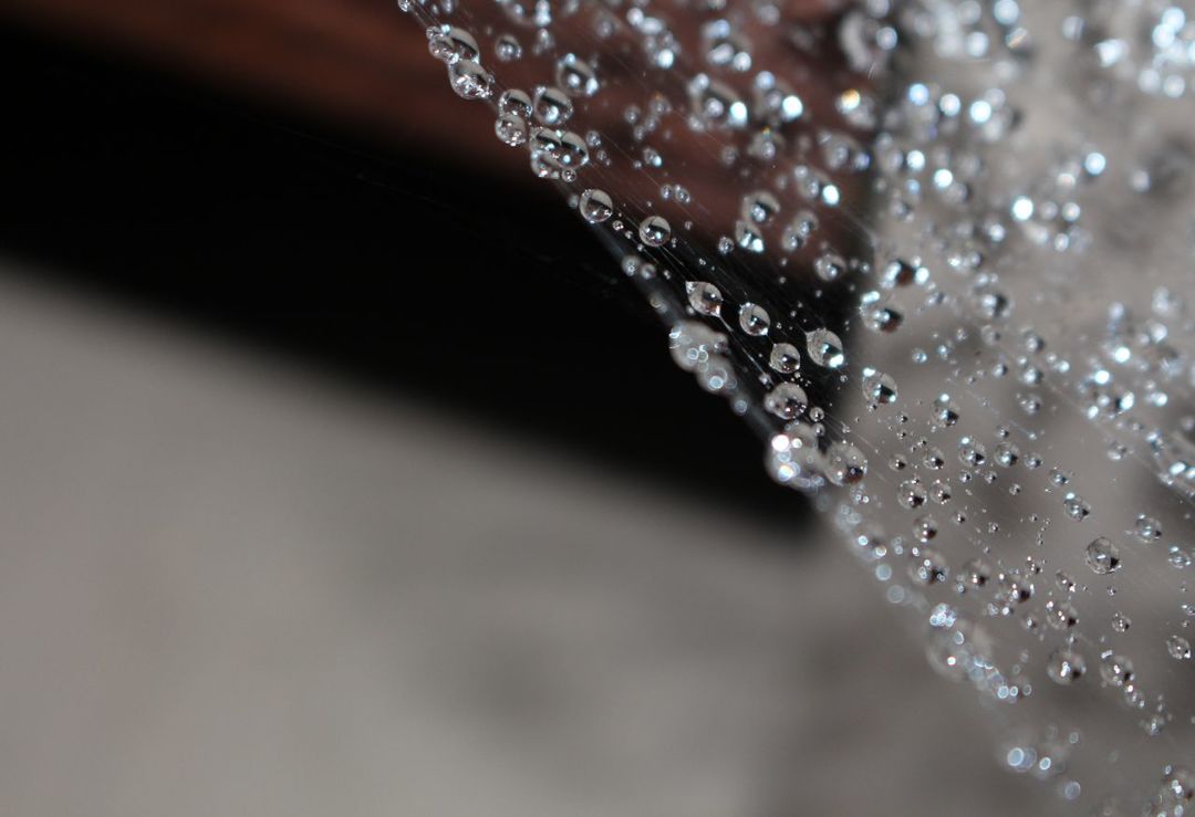 CLOSE-UP OF WATER DROPS ON LEAF