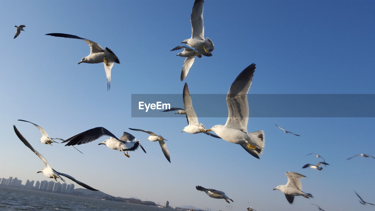 Low angle view of birds flying against clear sky