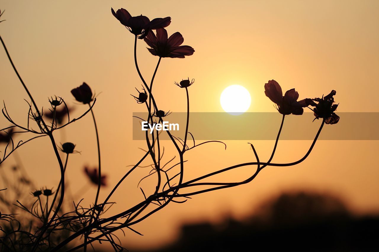 Low angle view of silhouette plants against sky during sunset