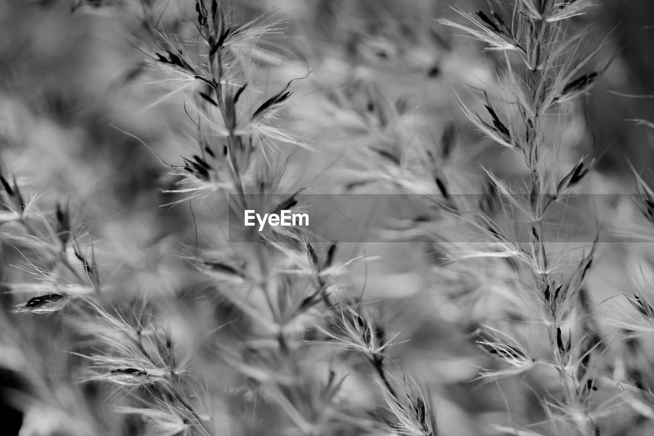 Close-up of wheat field