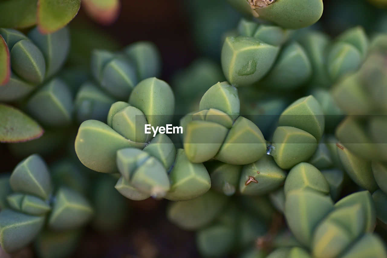 CLOSE-UP OF FRUIT GROWING IN PLANT