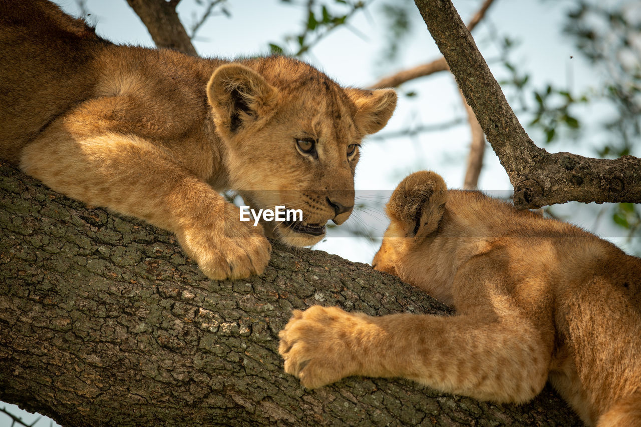 Close-up of lion cubs sitting on tree trunk