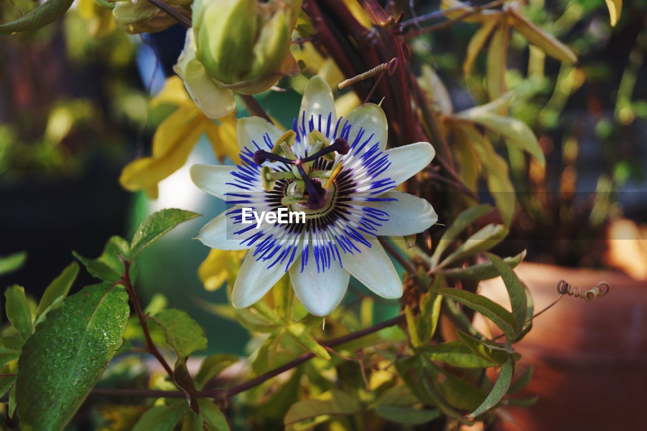 Close-up of purple flowers blooming outdoors