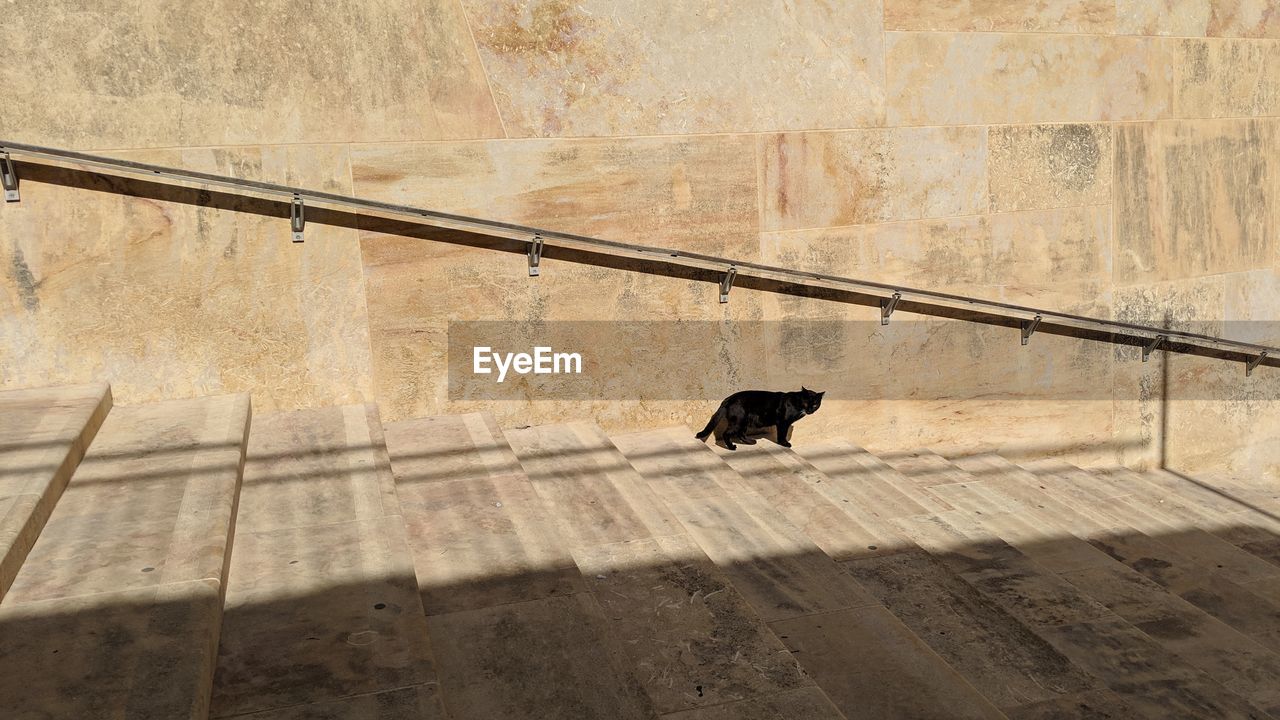 BLACK CAT STANDING ON CONCRETE WALL