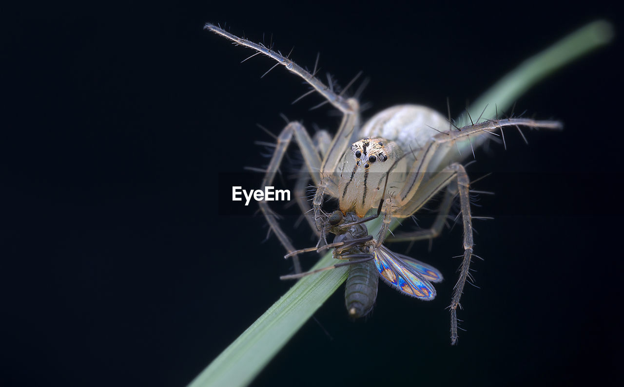 Close-up of lynx spider  over black background