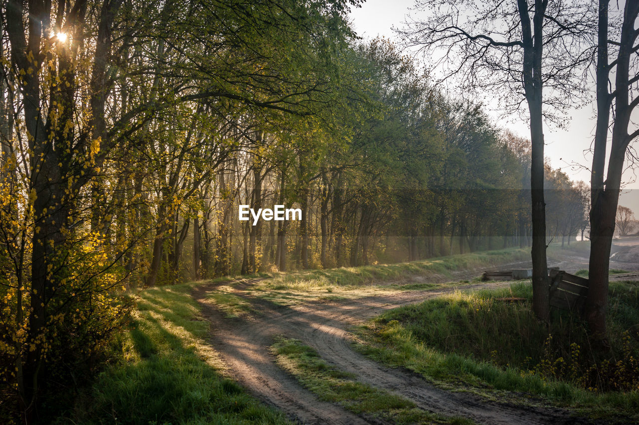 Road amidst bare trees in forest