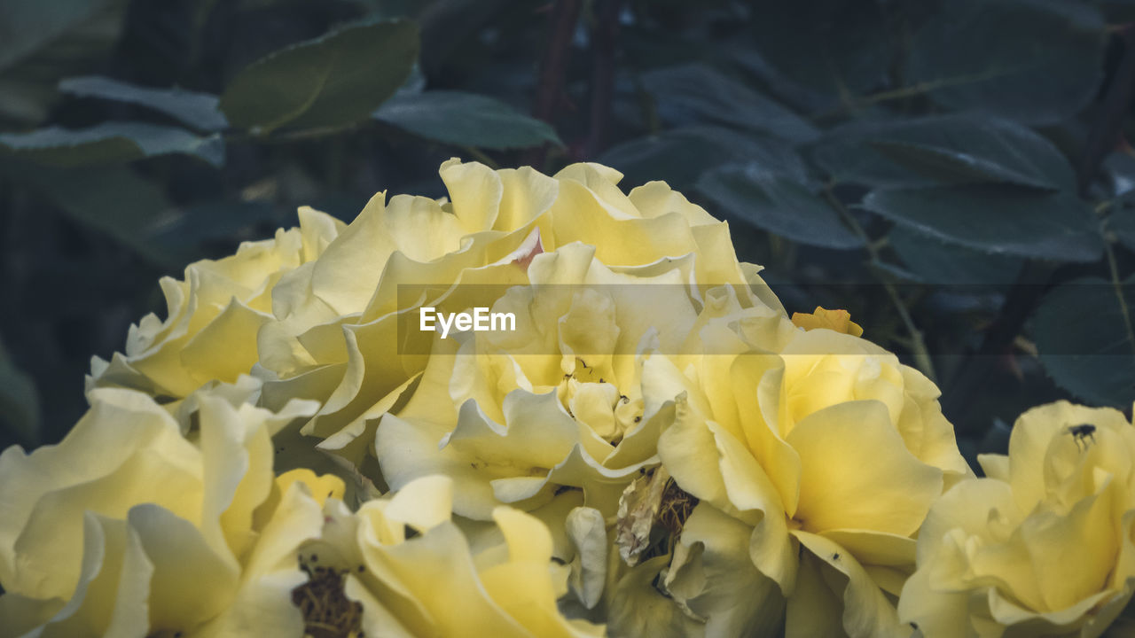 Close-up of yellow flowering plant