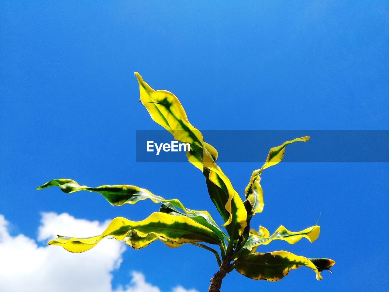 LOW ANGLE VIEW OF YELLOW PLANT AGAINST BLUE SKY