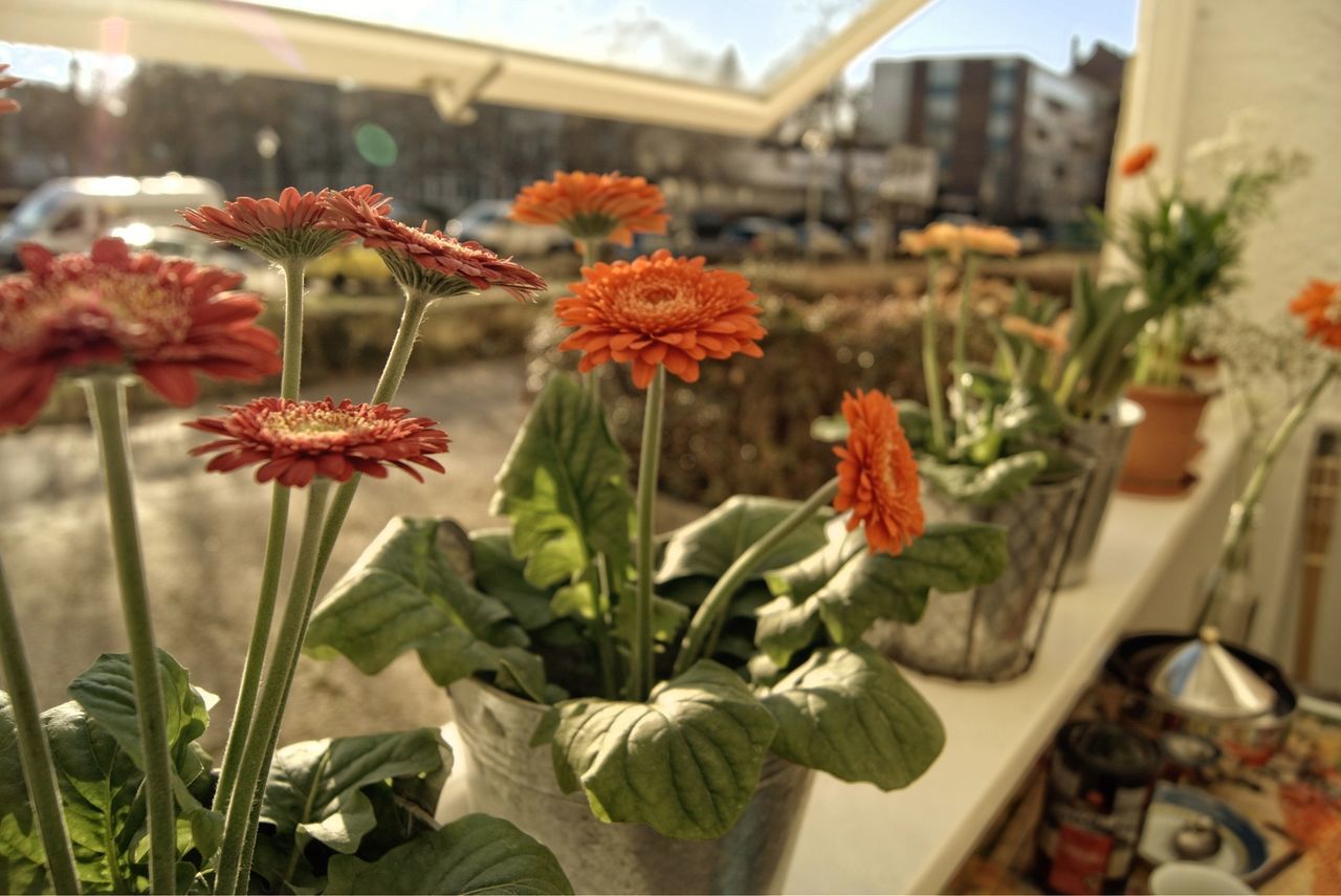 CLOSE-UP OF FLOWERING PLANTS AGAINST BLURRED BACKGROUND