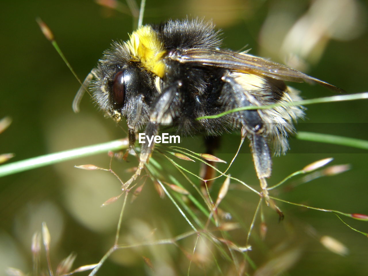 CLOSE-UP OF HONEY BEE ON FLOWER