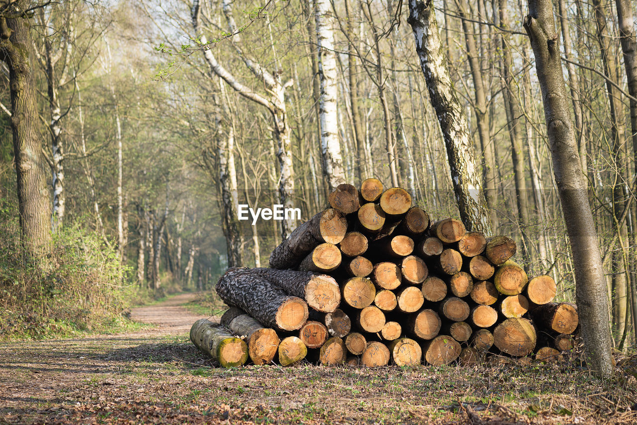 Trunks of trees cut and stacked by the road in the forest.