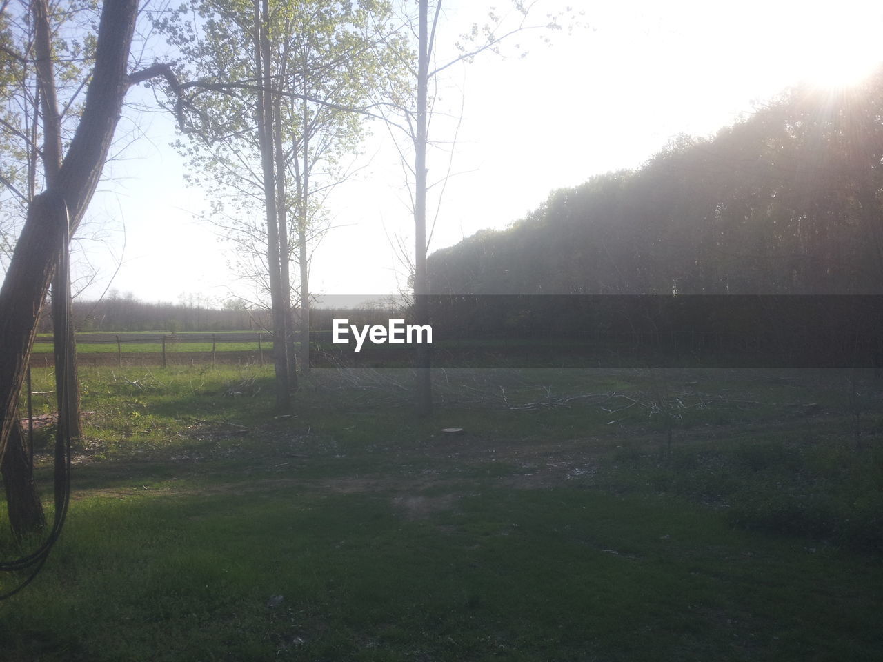 TREES ON GRASSY FIELD