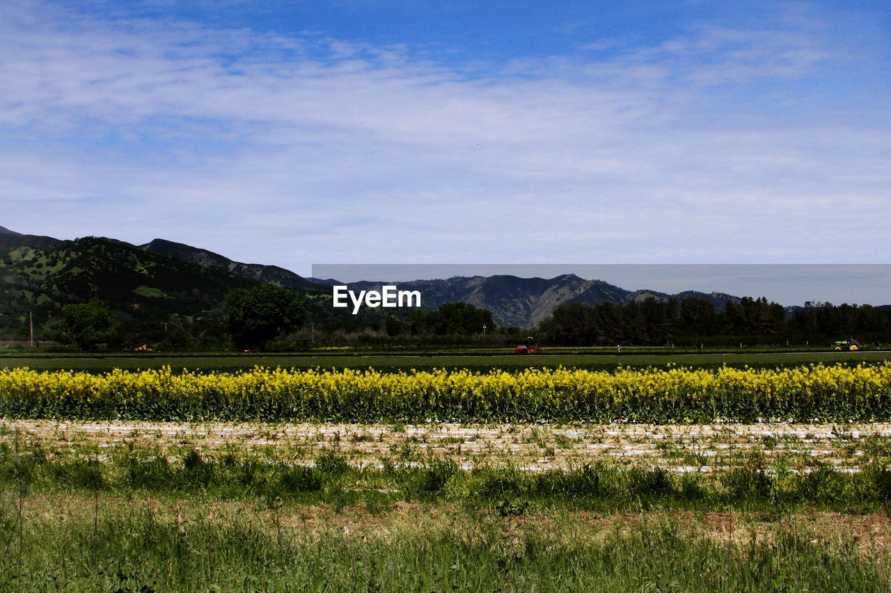 SCENIC VIEW OF FARM AGAINST SKY