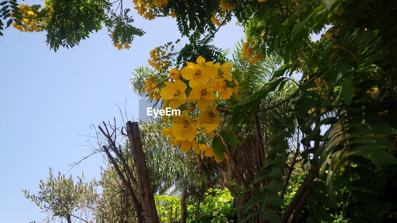 LOW ANGLE VIEW OF YELLOW FLOWERS ON TREE