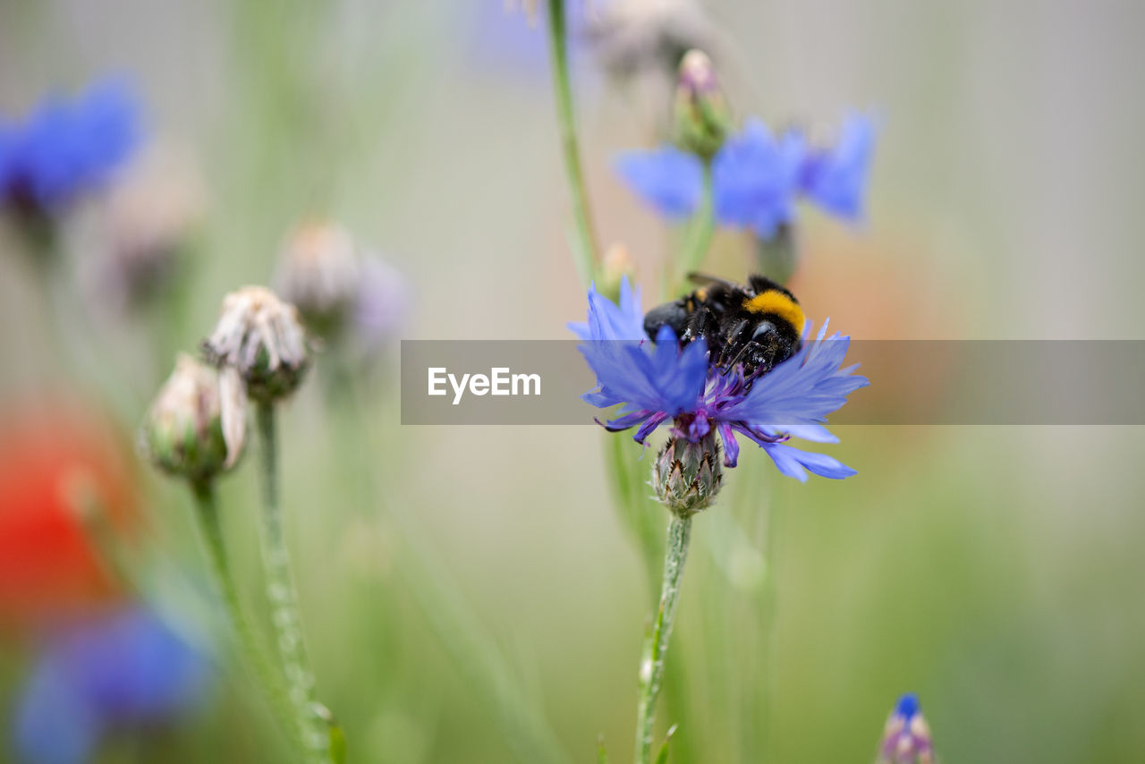 CLOSE-UP OF HONEY BEE POLLINATING ON FLOWER