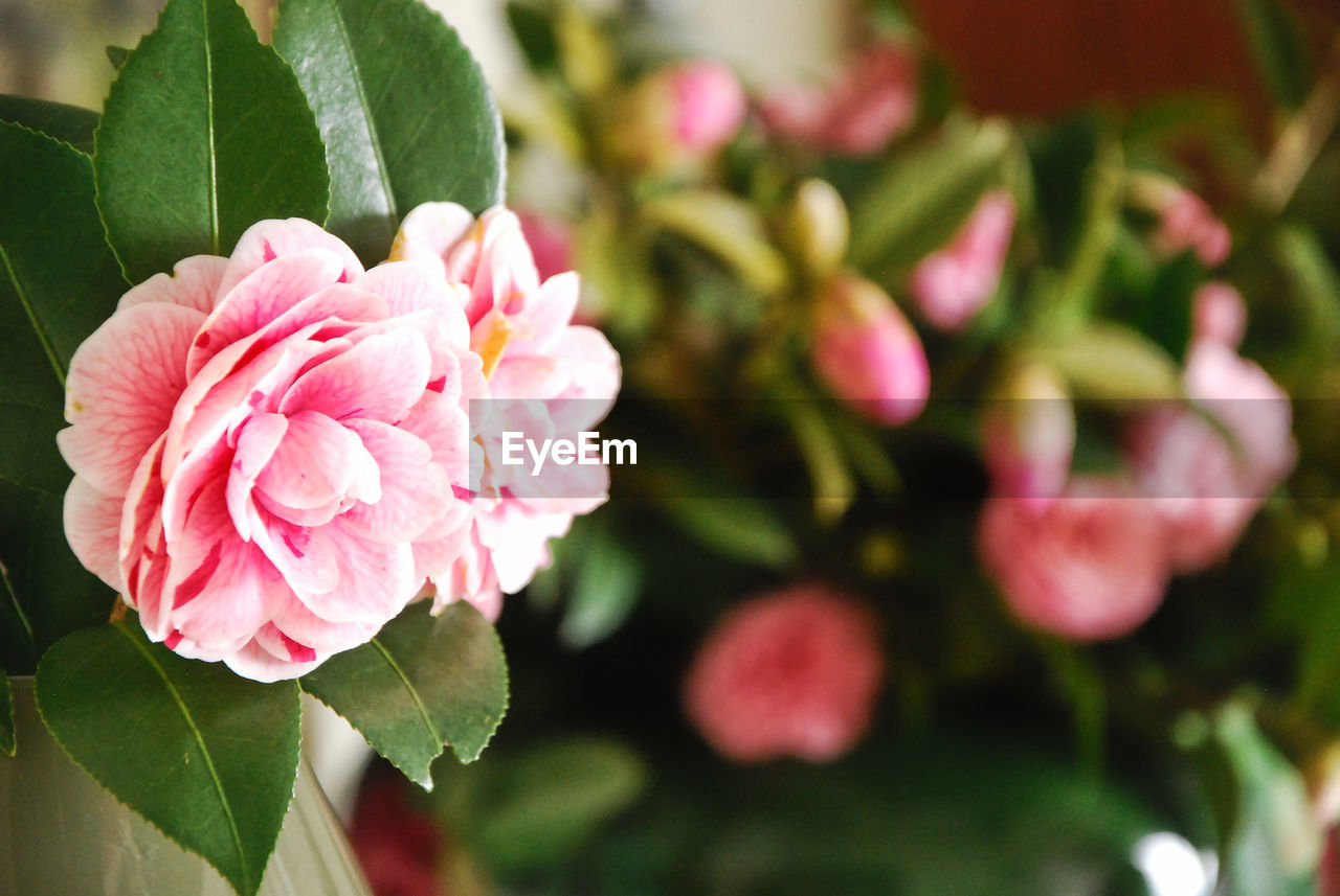 Close-up of pink flowers blooming outdoors